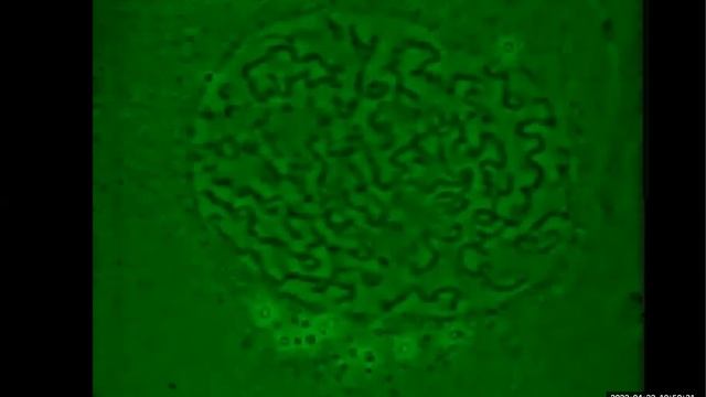Лекция 32. Клеточный цикл. Часть 4. Периодические процессы в биологии