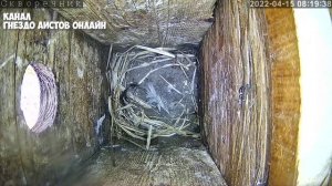Как скворец делает круглое гнездо. часть 1