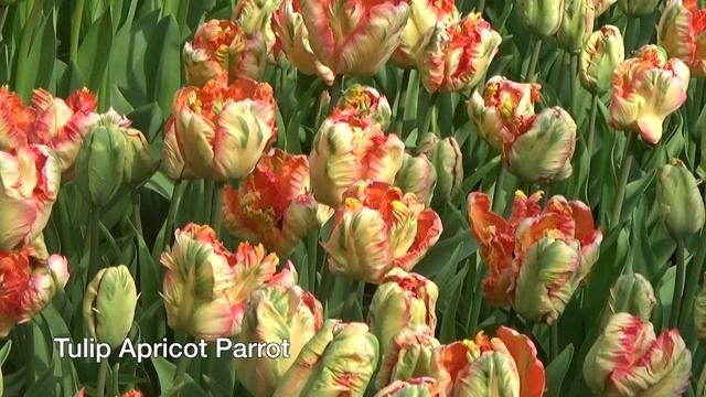 Tulip Apricot Parrot - Tulip Bulbs from Holland смотреть онлайн