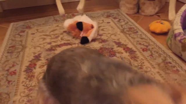 Как научить собаку команде сидеть смотреть онлайн