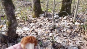 Строчок обыкновенный и строчок гигантский СРАВНЕНИЕ ! Грибы 2020 !