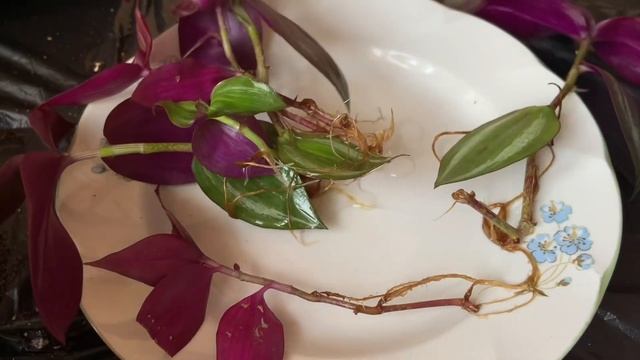 ТРАДЕСКАНЦИЯ черенкование и посадка