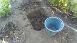 ? Полив и подкормка виноградника после цветения. Полив винограда в поливные ямы.