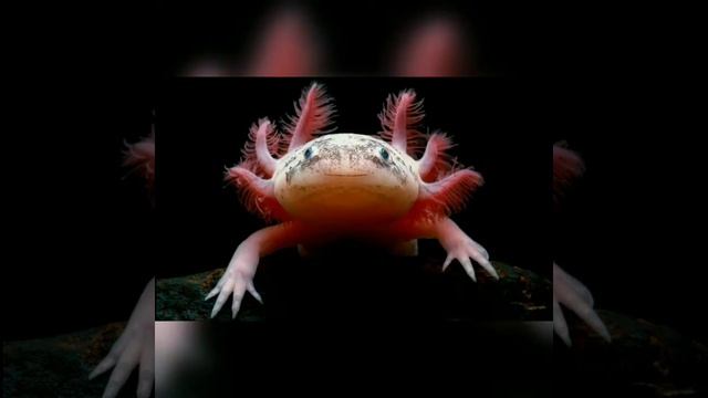 AMBYSTOMA MEXICANUM - AXOLOTL ( KAPLAN SEMENDERİ - TİGER SALAMANDER ) смотреть онлайн