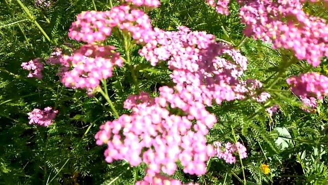 Тысячелистник обыкновенный. Розовые многолетники / yarrow / Сад ORION смотреть онлайн