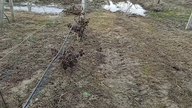 Подтопление участка при выращивании Малины