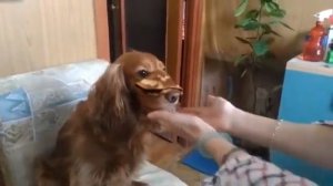 Прикол барбоски. масленица! Любите ли вы блины так, как люблю их я?!