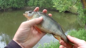 Первая рыбалка на спиннинг в 2018 году. Приманка Meredith