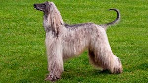 Афганская борзая описание породы собаки!