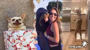 Смешные животные – мохнатый подарок, тюленьи шалости, и пёс прямоходящий