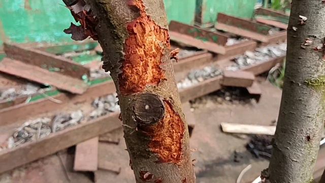 Как привлечь короеда?! Стоит ли? смотреть онлайн