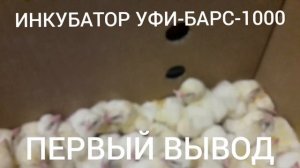 ИНКУБАТОР УФИ-БАРС-1000.ПЕРВЫЙ ВЫВОД.