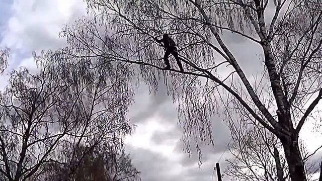 Арбористик санитарная обрезка деревьев в Москве и Подмосковье