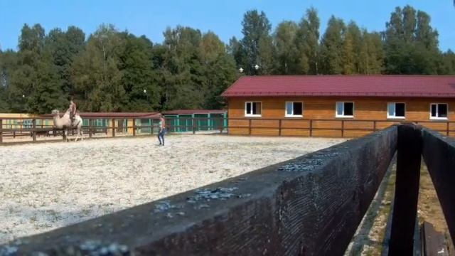 обучение, заездка верблюда смотреть онлайн