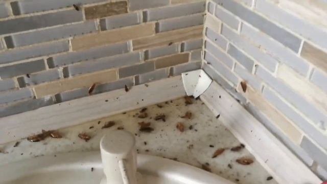 Убойное средство от тараканов в действии