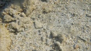 Рыбы красного моря рыба Игла критоихт Corythoichthys flavofasciatus Rppell 1838, fish red sea