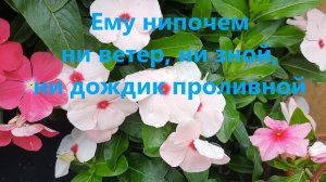Достойный цветочек для сада при любой погоде, нежный катарантус.