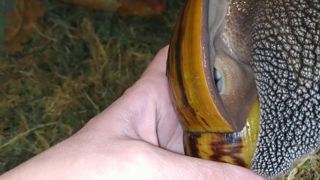 Родители и дети. Ахатина тигр Дарк розеобилата. смотреть онлайн