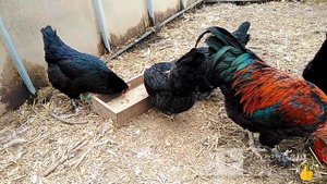 Маран.Куры несущие пасхальные яйца. #суперкуры