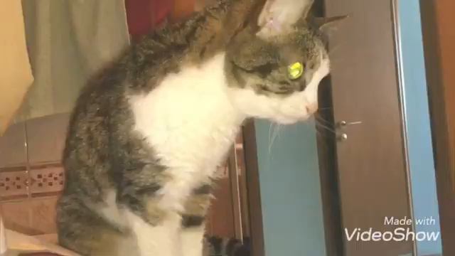 #637 ТИГРИЦА ХОЧЕТ В ВАННОЙ ИСКУПАТЬСЯ смотреть онлайн