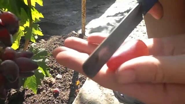 Виноград Дубовский розовый смотреть онлайн