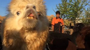 ОСТОРОЖНО! Альпаки плюются в Наташку