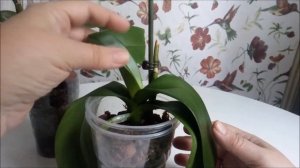 Орхидея теряет тургор? Быстрая помощь! Как это делаю я))))