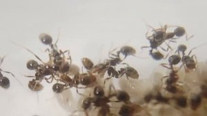 Solenopsis geminata (огненный муравей). Ты горишь, как в агонии...