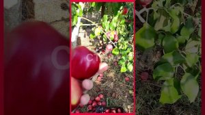 яблоня'Моди'