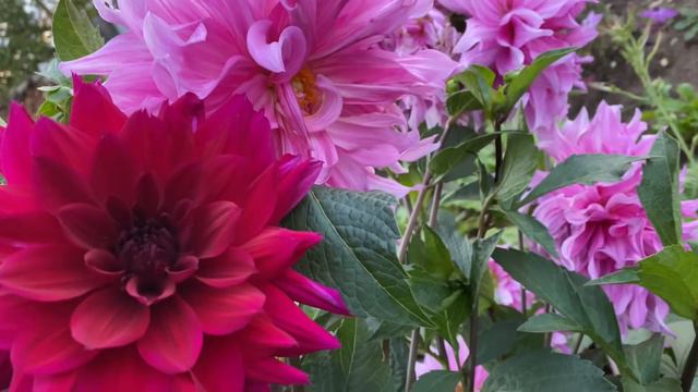 Варианты сочетания ❤️Дана и 💜Вавилон Пинк смотреть онлайн