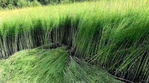 Хариус 2020 на горной речке, бешеный клёв хариуса, хариус на поплавок часть 1
