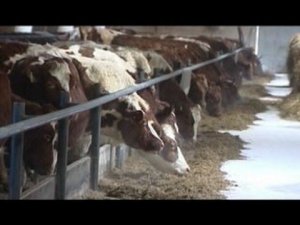 "Местные жители" (19.01.2016)