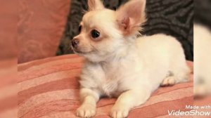 Чихуахуа-агрессивная и довольно ревнивая собака... страшная история врождённой агрессии породы