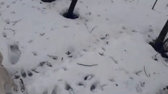 нашёл мину в лесу) смотреть онлайн