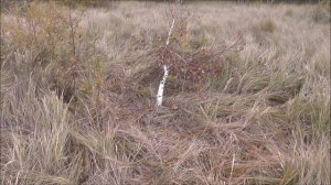 Охота на копытных. Охота на косулю. В поисках лося на трофей ))) Jagd auf Rehe.