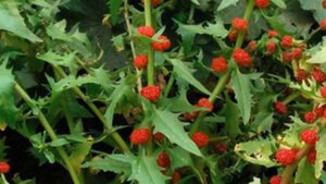 Spinach with strawberry CHENOPODIUM CAPITATUM