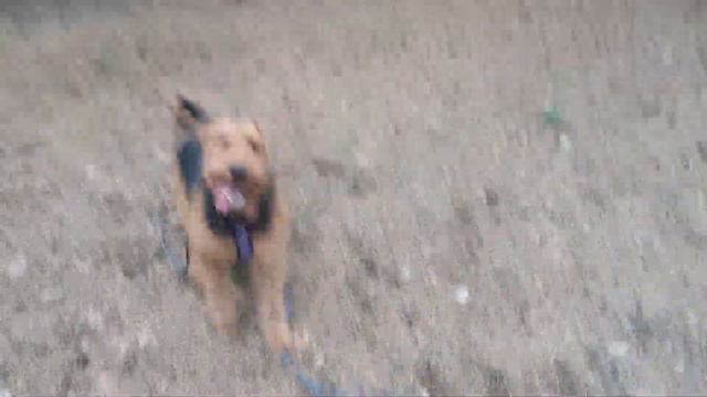 Высыл на раздражитель (игрушка) и отзыв смотреть онлайн