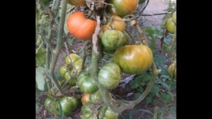 Коллекционные томаты из США