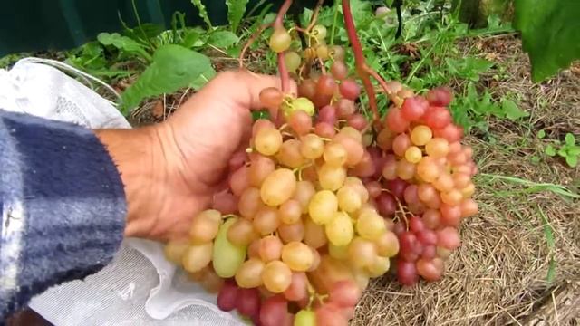 ??Виноград Преображение (горошение), Минская область 2017г