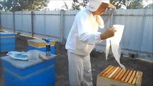 Профилактика и лечение пчёл от акарапидоза