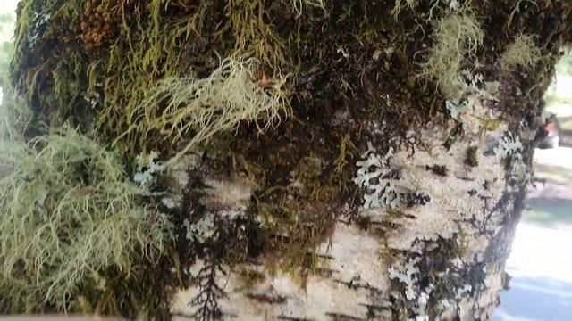 Как я собирала мох в горах Португалии. Природные материалы для рукоделия. смотреть онлайн