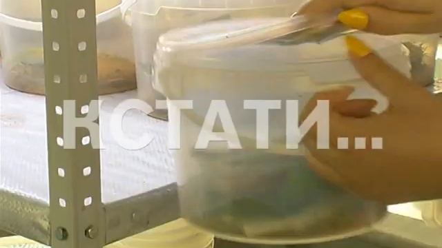 Боевые клопы из специальных лабораторий охраняют растения в совхозе «Горьковский» смотреть онлайн