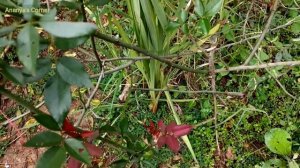 🌿Winter flower Gladiolus || Gladioli || Sword Lily