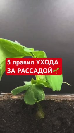 5 главных правил РАССАДЫ
