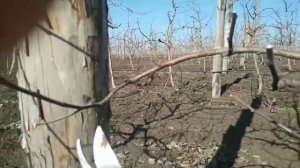 Обрезка яблони СУПЕРВЕРЕТЕНОМ сорт "Камео" подвой М-9. ДЕТАЛЬНО. ОСНОВНЫЕ ПРИНЦИПЫ.