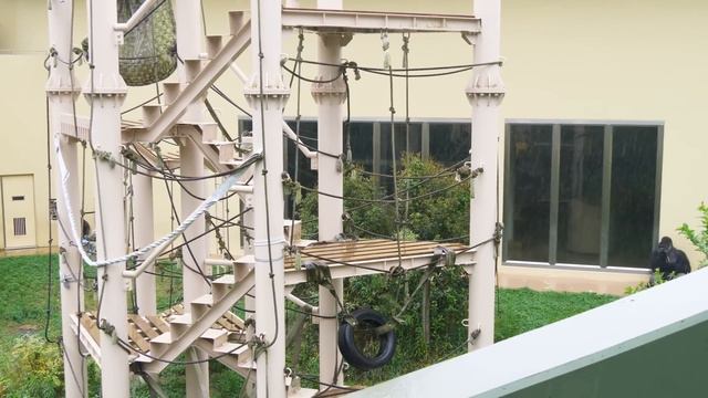 Huge Silverback Gorilla Beats His Chest With His Daughter In The Rain | The Shabani Group смотреть онлайн