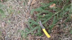 Как быстро найти рыжики в лесу #тихаяохота #рыжики#лайфхаки#медведиразбежались#mushrooms#bears