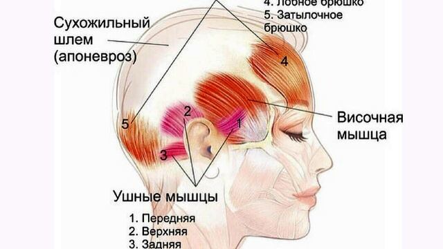 Телефонный разговор с дочерью - зачем шевелить ушами?))