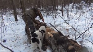 Охота на куницу или как добыть зверька из укрытия.