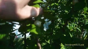 Войлочная вишня Белая